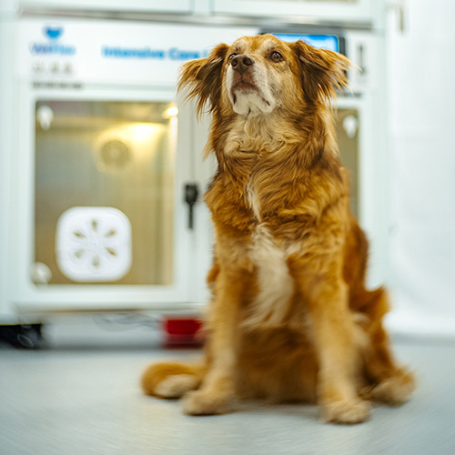 Canine patient resting beside a VetFlex ICU oxygen cage during recovery
